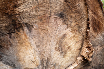 Texture de bois, intérieur d'un tronc d'arbre  - obrazy, fototapety, plakaty