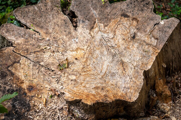 Texture de bois, souche d'un tronc d'arbre 