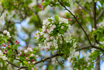 Crabapple Blossoms In Spring In Wisconsin