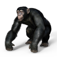 Chimpanzee monkey, illustration