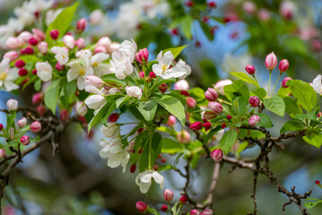 Crabapple Blossoms In Spring In Wisconsin