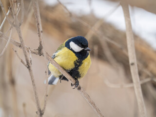 Cute bird Great tit, songbird sitting on a branch without leaves in the autumn or winter.