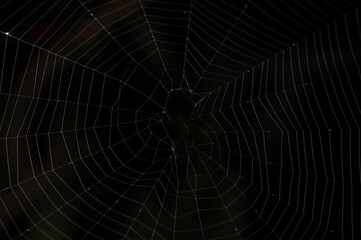 Real spider web