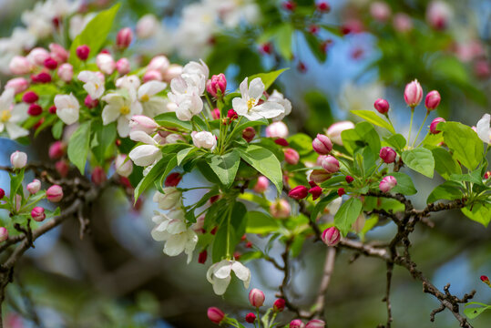 Crabapple Blossoms In Spring In Wisconsin © Barbara