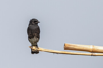 A Male Bush chat perching on a bamboo