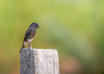 A male Bush Chat sitting on a pole