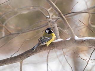 Cute bird Great tit, songbird sitting on a branch without leaves in the autumn or winter.