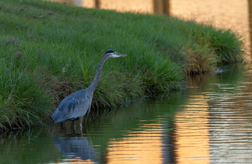 Great Blue Heron During Sunset