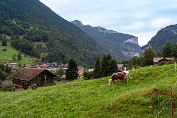Fototapeta na wymiar Lauterbrunnen, beautiful villages in Switzerland. Summer holiday. Morning landscape. 