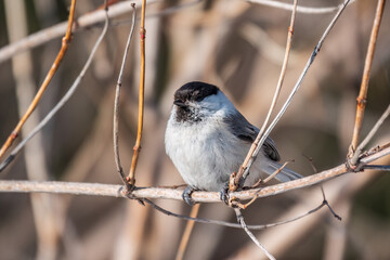 Cute bird the willow tit, song bird sitting on a branch without leaves in the winter.