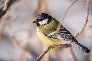 Cute bird Great tit, songbird sitting on a branch without leaves in the autumn or winter.