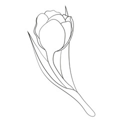 Hand drawn tulip single flower in line art style vector illustration isolated on white background. Outline tulip for spring print and logo, business card.