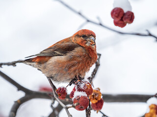 Red Crossbill male sitting on the tree branch and eats wild apple berries. Crossbill bird eats berries.
