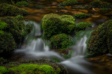 Javori creek in Krkonose national park in summer morning