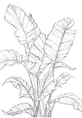 Strelitzia nicolai plant illustration, drawing, artwork, sketch