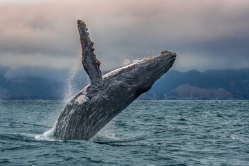 Humpback whale jumping out of water in pacific coast, Puerto Lopez, Ecuador
