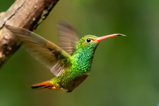 Rufous-tailed Hummingbird, Amazilia tzacatl, beautiful flying colorful small hummingbird, Mindo, Ecuador
