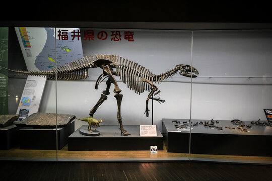 Fukui, Japan - February 22 2016, Fukuisaurus tetoriensis fossil which is herbivorous dinosaur belonging to Iguanodontia, Fukui Prefectural Dinosaur Museum