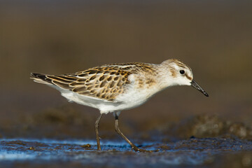 Bird Calidris minuta Little Stint small migratory bird Poland Europe