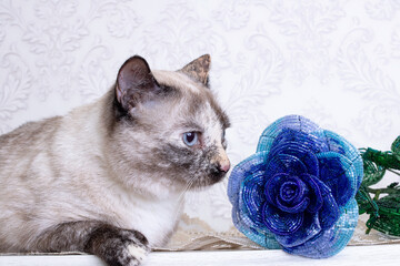 Beautiful gray cat sniffing a blue flower