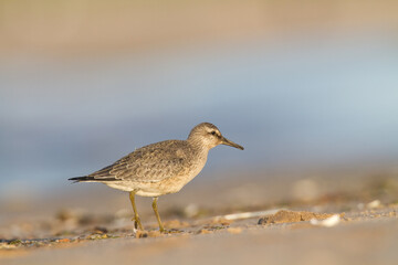Shorebird - juvenile Calidris canutus, Red Knot on the Baltic Sea shore, migratory bird Poland Europe