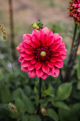Obraz premium Dahlias in the garden on a large green bush. Delicate flower buds. Growing flowers. 
