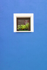 Blue-painted facade of the house and window with flowers. Burano, Italy.