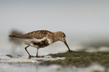bird - Dunlin Calidris alpina adult migratory bird, shorebird