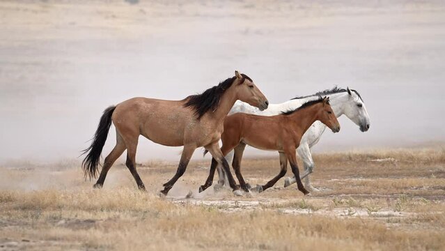 Small group of wild horses kicking up dirt as they run in the desert near Simpson Springs Utah.