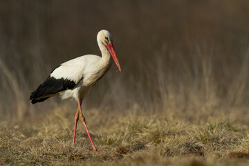 Bird White Stork Ciconia ciconia hunting time early spring in Poland Europe