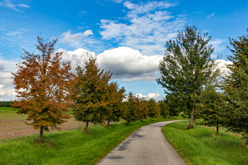 Fototapeta na wymiar Road between fields. Trees near a road. Early autumn.