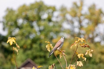 bird on the flowers