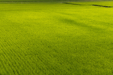 Fresh paddy rice field meadow