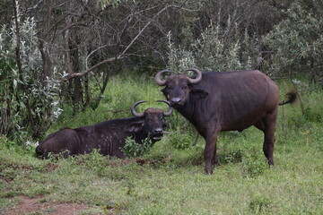 Naklejka na ściany i meble Two buffaloes in the national park