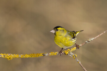 Bird Siskin Carduelis spinus male, small yellow bird, winter time in Poland Europe