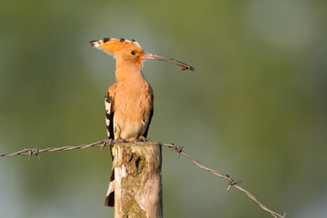 Bird Hoopoe Upupa epops, summer time in Poland Europe flying bird