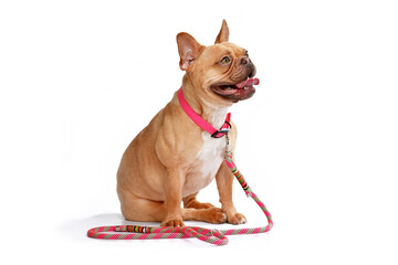 Red fawn French Bulldog dog wearing pink collar with rope leash on white background - obrazy, fototapety, plakaty