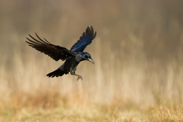 flying Bird Rook corvus frugilegus landing, black bird in winter time, Poland Europe