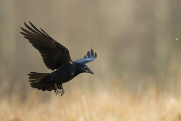 flying Bird Rook corvus frugilegus landing, black bird in winter time, Poland Europe
