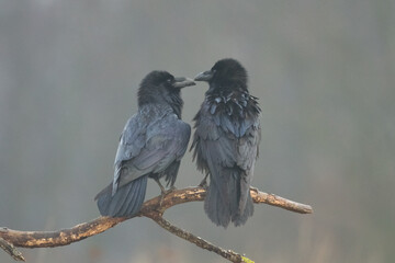 beautiful two ravens Corvus corax North Poland Europe, birds perched on tree, dark background