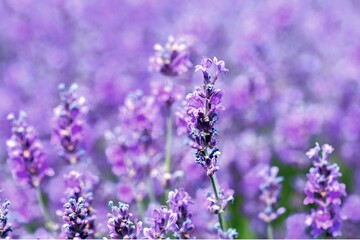 Lavender flower background with beautiful purple colors. Blooming lavender in a field