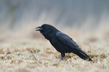beautiful  raven Corvus corax North Poland Europe bird sitting on the ground