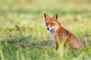 Fox Vulpes vulpes in autumn scenery, Poland Europe, animal walking among autumn meadow in amazing light