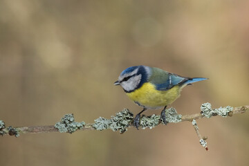 Bird - Blue Tit Cyanistes caeruleus perched on tree