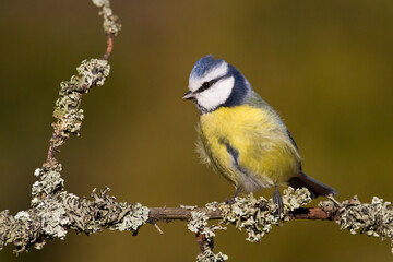 Bird - Blue Tit Cyanistes caeruleus perched on tree