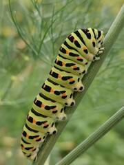 caterpillar on a branch - obrazy, fototapety, plakaty
