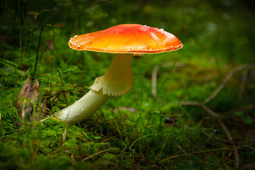 Amanita muscaria poisonous mushroom in a forest close-up.
