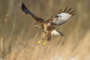 flying Common buzzard Buteo buteo in the fields in winter snow, buzzards in natural habitat, hawk bird on the ground, predatory bird close up