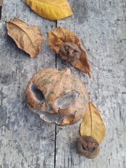 Happy Helloween in concept art decoration composition pumpkin, leaves, harp on wood. Top view. Happy Helloween Day.