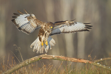 flying Common buzzard Buteo buteo in the fields in winter snow, buzzards in natural habitat, hawk...